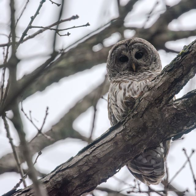 Barred Owl
