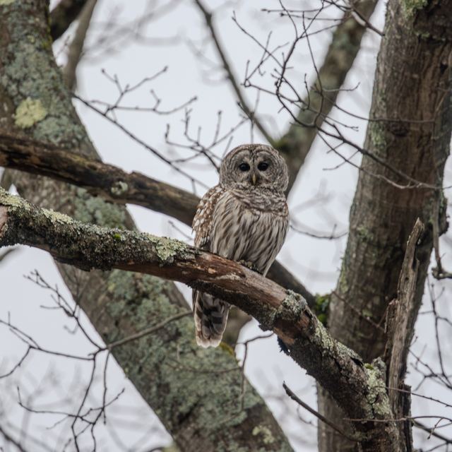 Barred Owl
