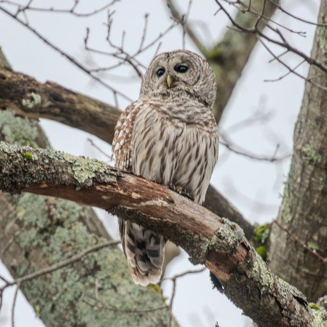 Barred Owl