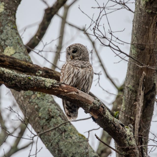 Barred Owl
