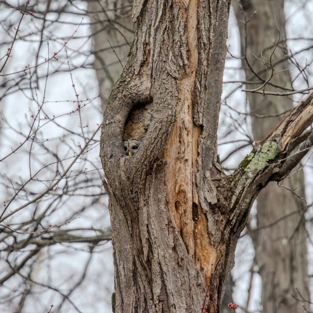 Barred Owl