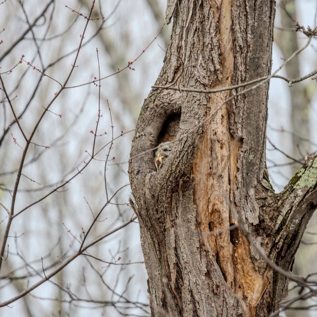 Barred Owl