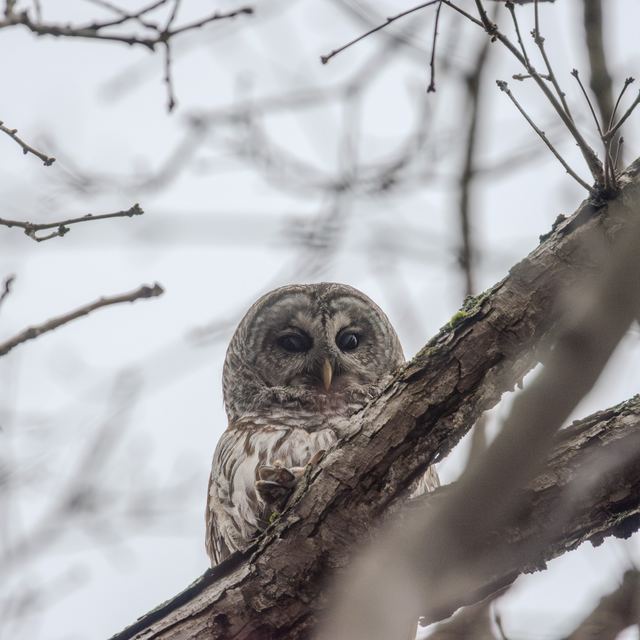 Barred Owl