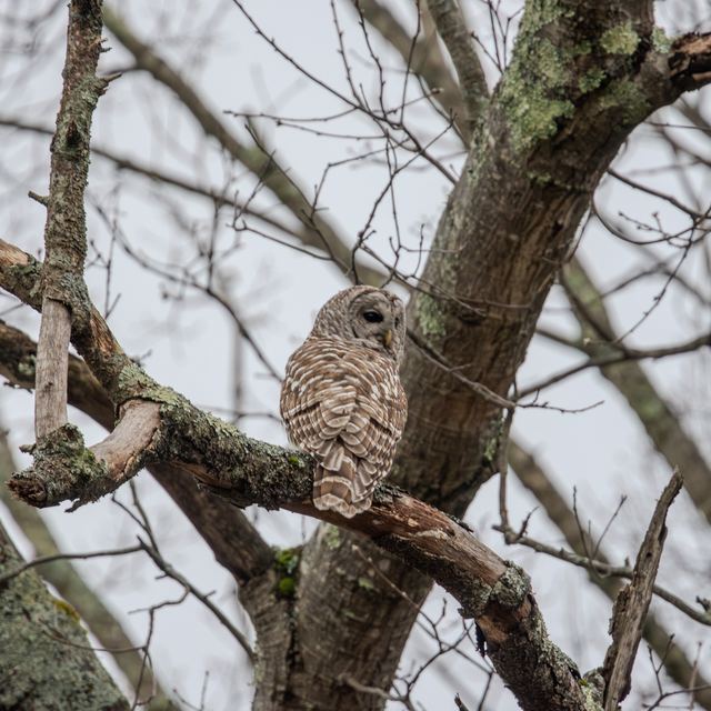 Barred Owl