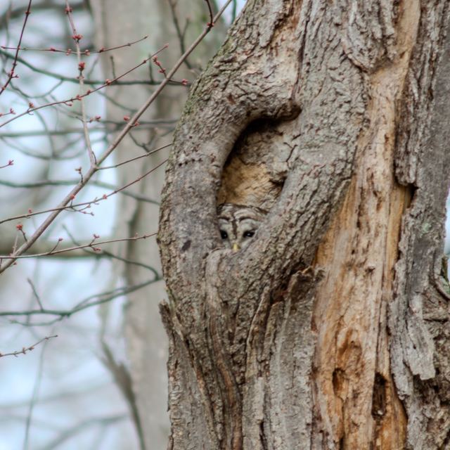 Barred Owl