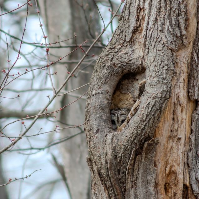 Barred Owl