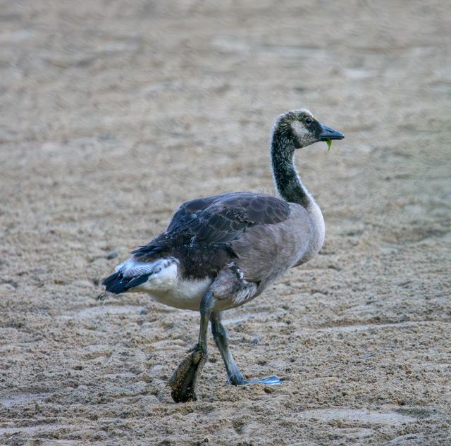 Canada Goose