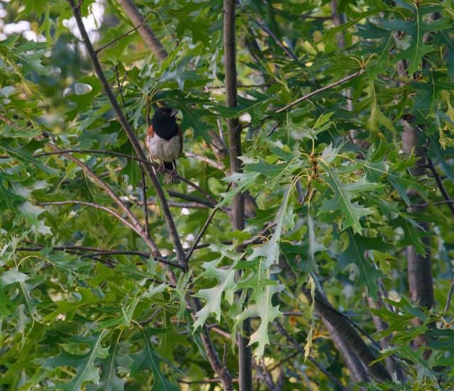 Eastern Towhee