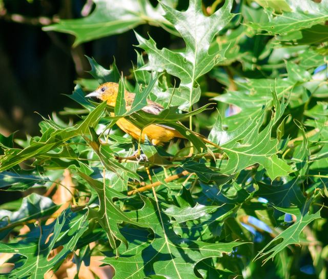 Baltimore Oriole