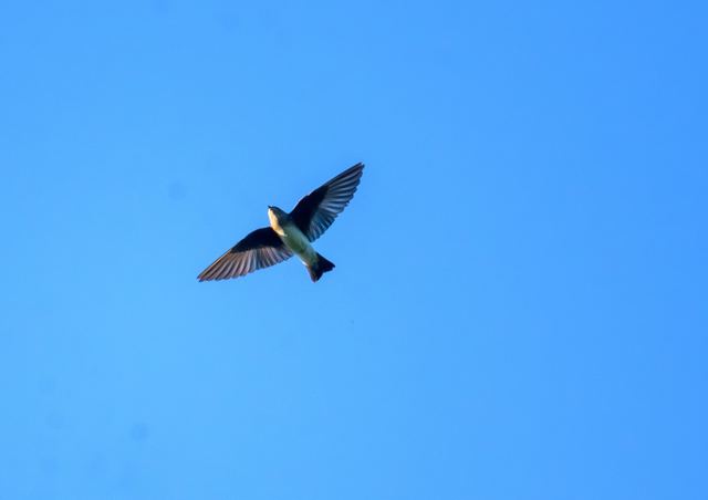 Baltimore Oriole