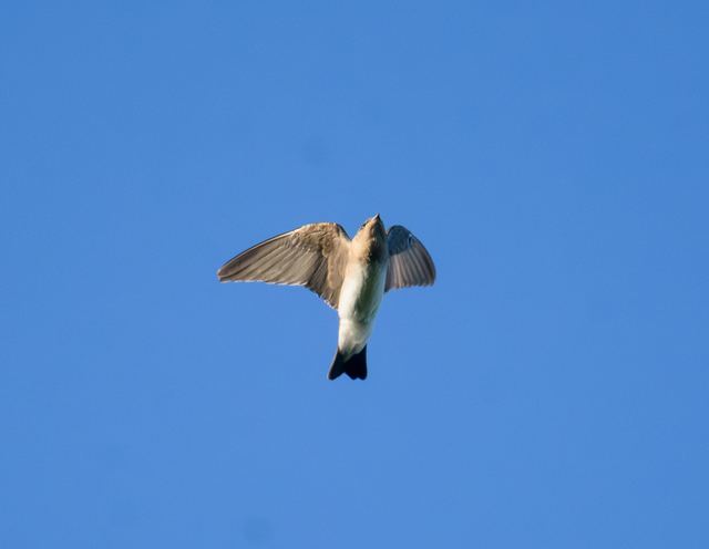 Northern Rough-winged Swallow