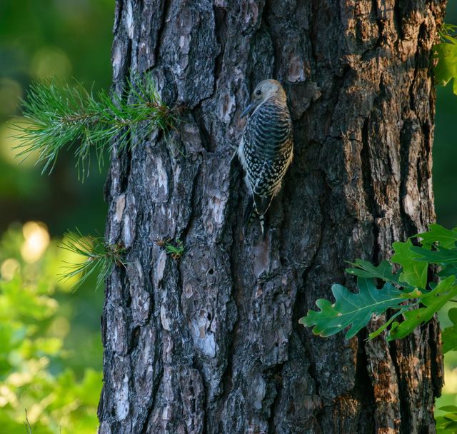Red-bellied Woodpecker