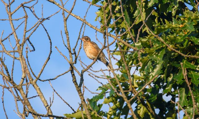 American Robin