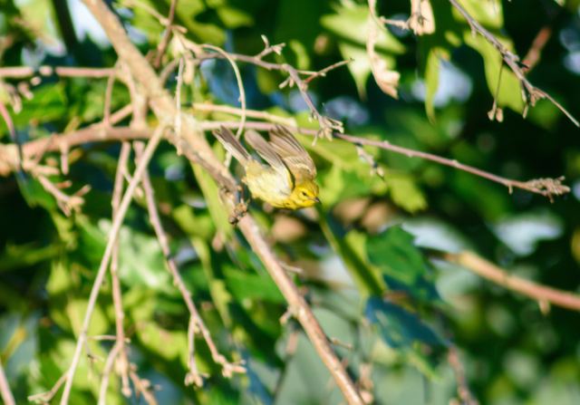 Prairie Warbler