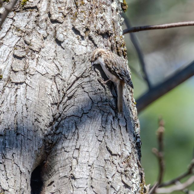 Brown Creeper