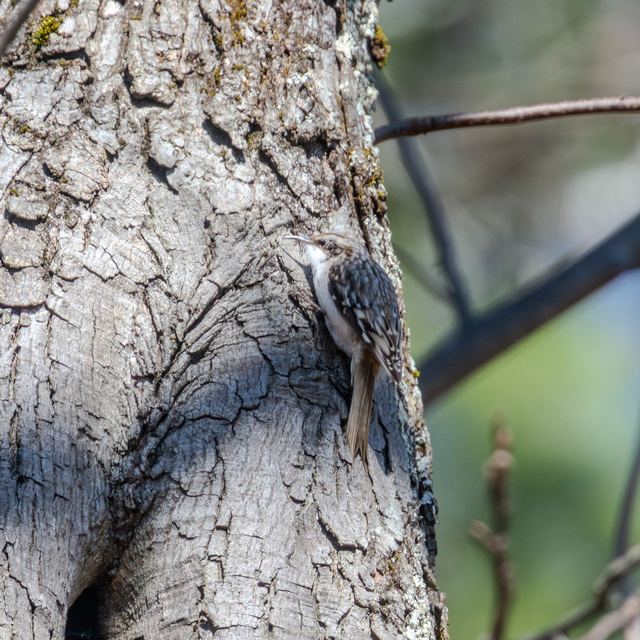 Brown Creeper