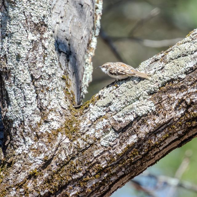 Brown Creeper