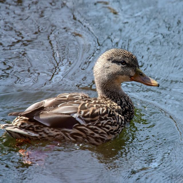 Mallard