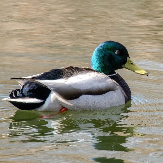 Mallard