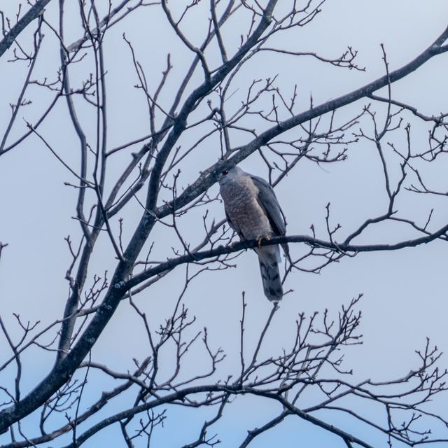 Cooper's Hawk