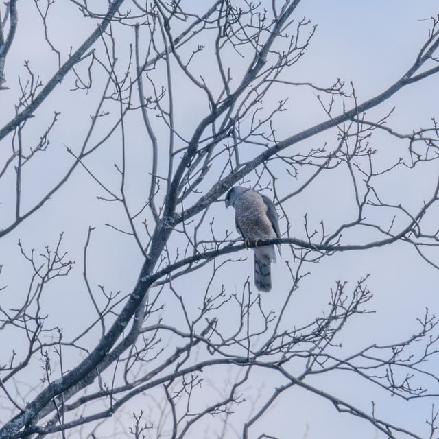 Cooper's Hawk
