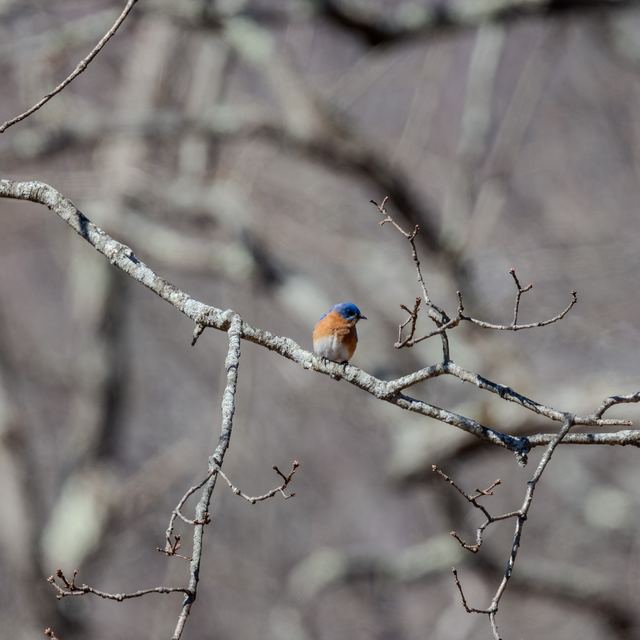 Eastern Bluebird