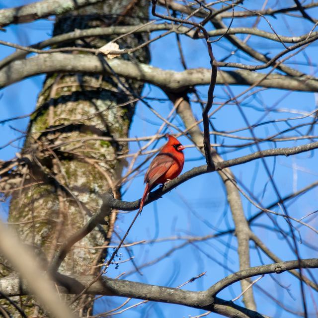Northern Cardinal