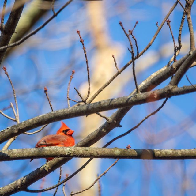 Northern Cardinal