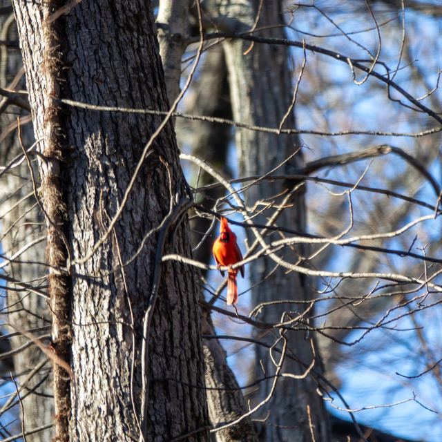 Northern Cardinal