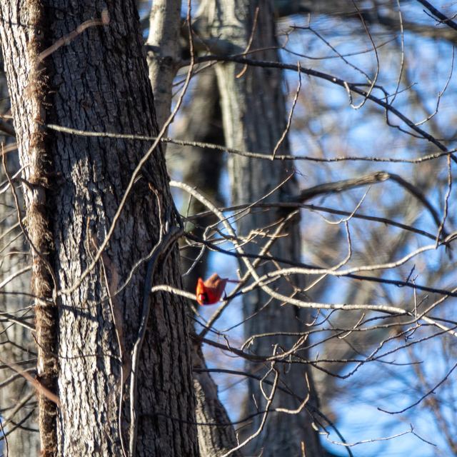 Northern Cardinal