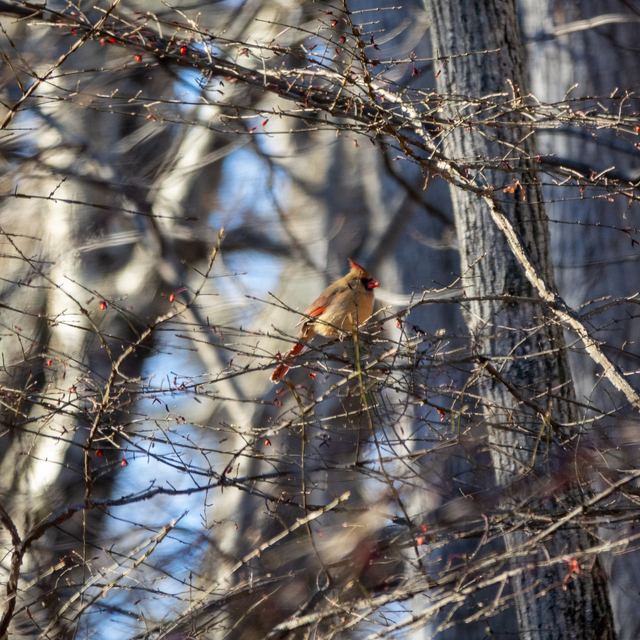 Northern Cardinal