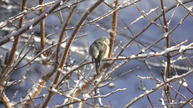 Tufted Titmouse