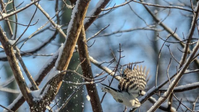 Downy Woodpecker