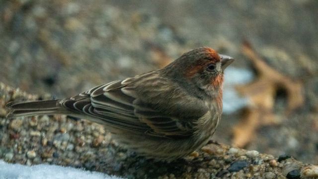 House Finch