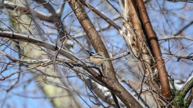 American Robin