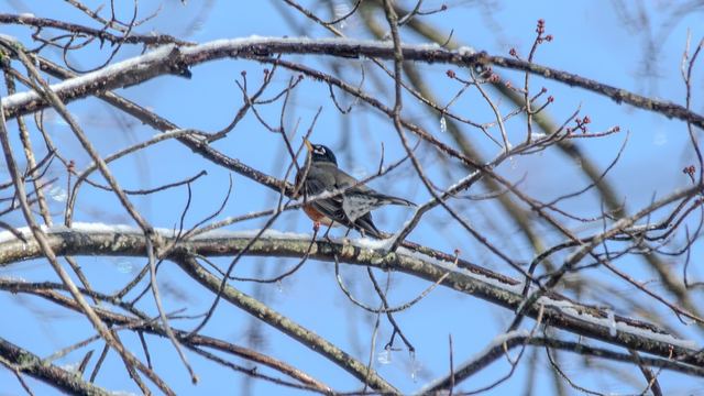 American Robin