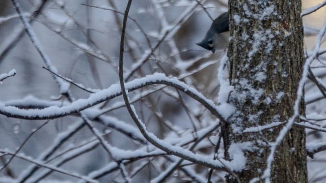 Tufted Titmouse