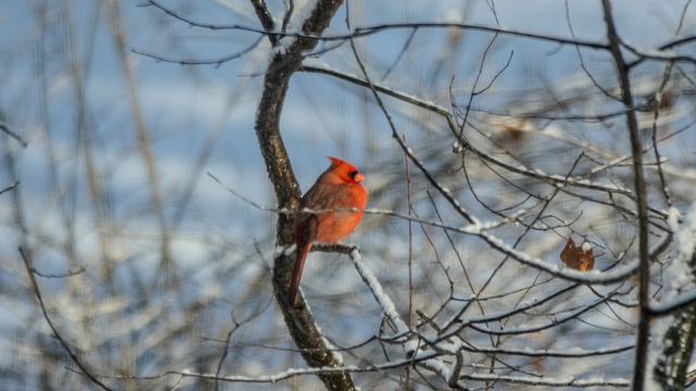 Northern Cardinal