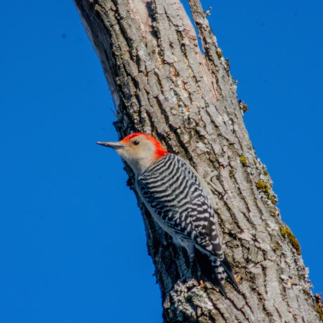 Red-bellied Woodpecker