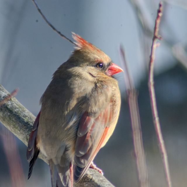 Northern Cardinal