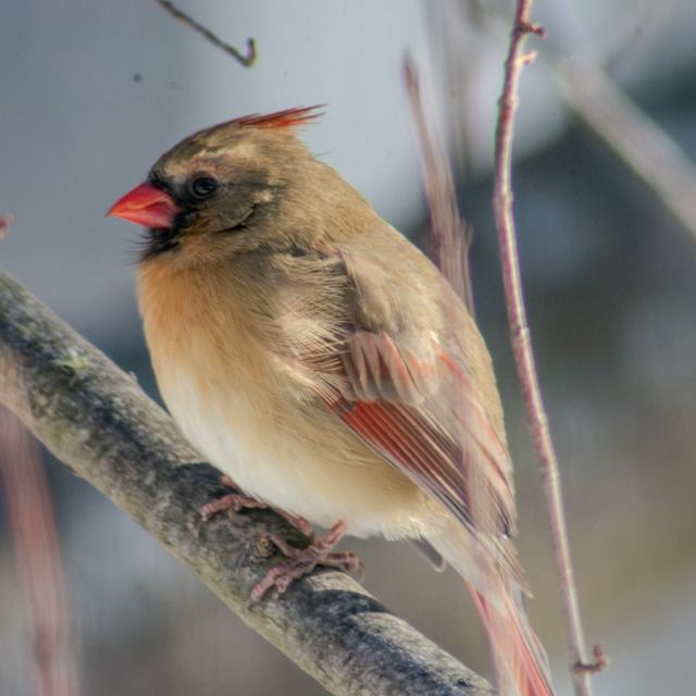 Northern Cardinal