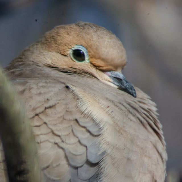 Mourning Dove