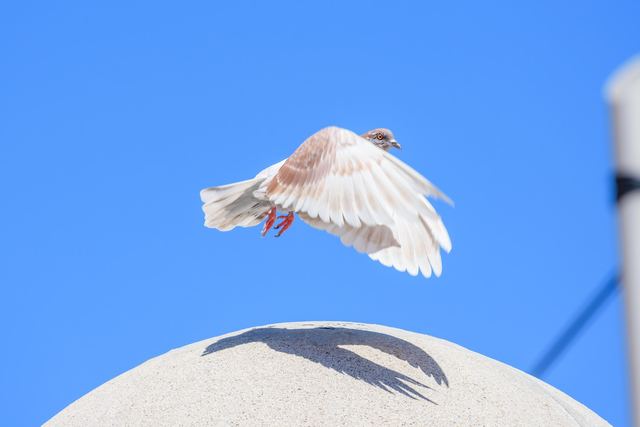Rock Pigeon