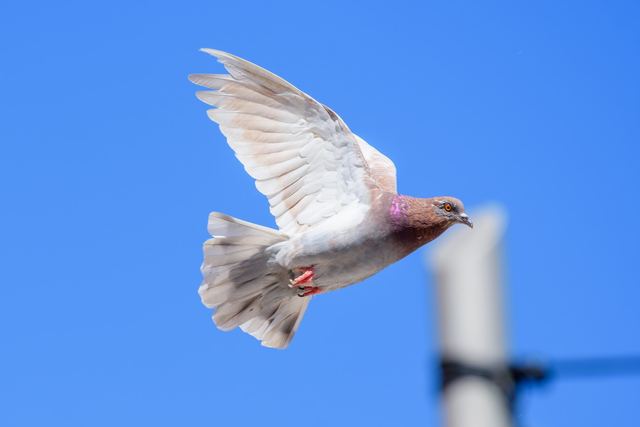 Rock Pigeon