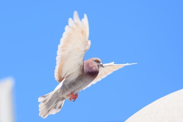 Rock Pigeon