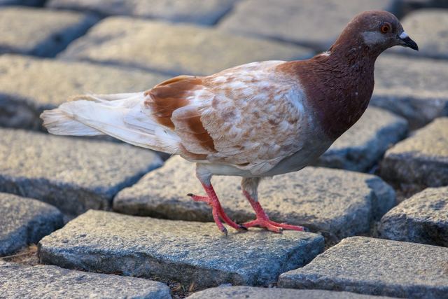 Rock Pigeon
