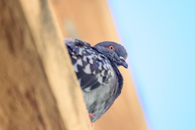 Rock Pigeon