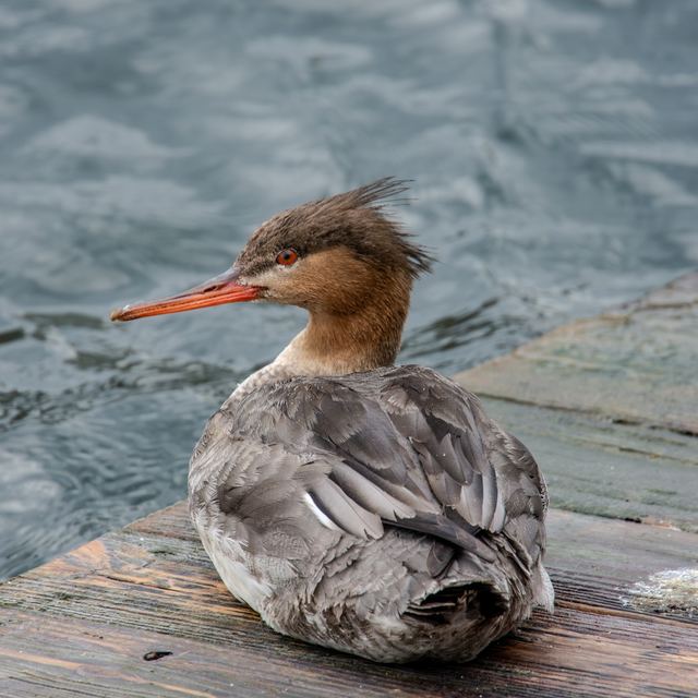 Red-breasted Merganser
