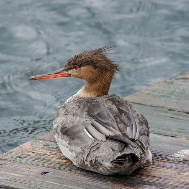 Red-breasted Merganser