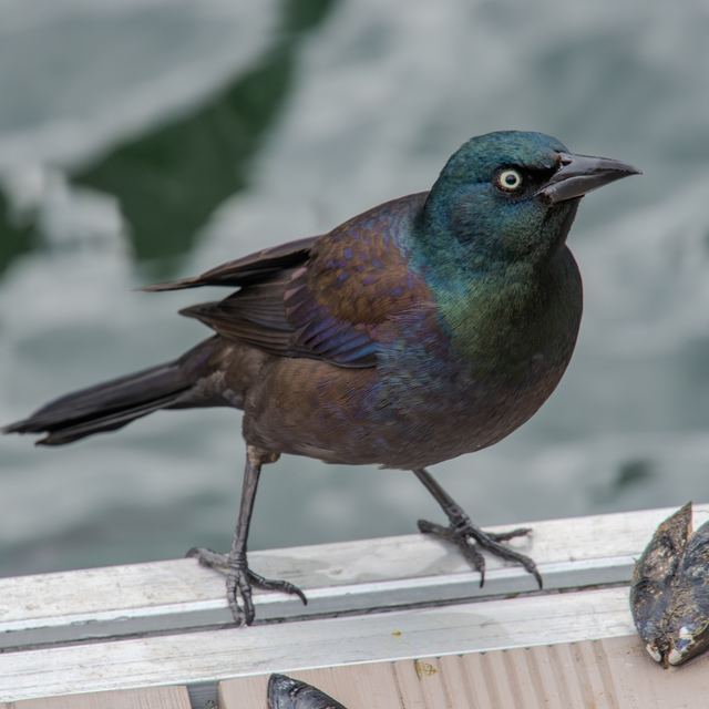 Common Grackle